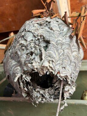 Large Unique Real Hanging Paper Wasp Nest